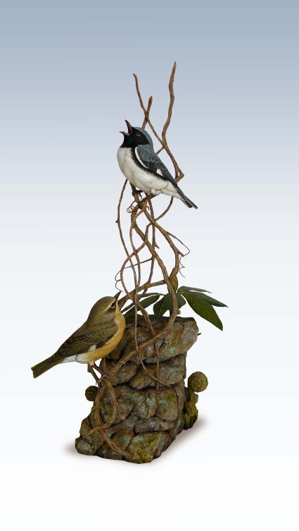 Black throated Blue Warblers grey back10